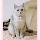 猫猫蹲在沙发上