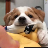 面了个面
