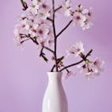 小杨家