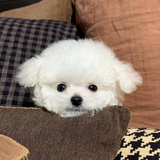 废话艺术家
