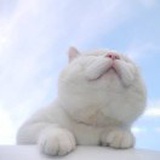 谜鹿光灿