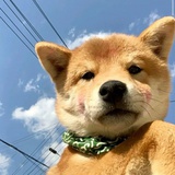 清河桥风和君