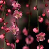 水是眼波横