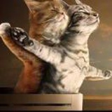 TITANIC CAT