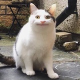 猫在猫家