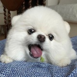 果果