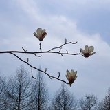 七七