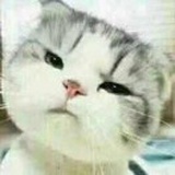 阿呆