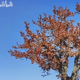 ll