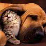 🐶🐈[爱心]爱猫
