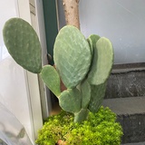 豆友223709359