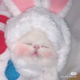 猫🐷