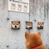 @五花洋