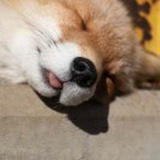 春风不剪