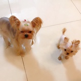 兜～兜～麻