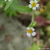 李时珍