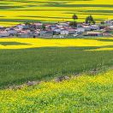 杨浩楠