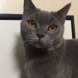 梓敏稚骨
