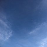窝有猪猪