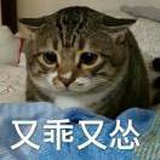 胖猫