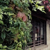 幽林深处
