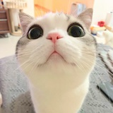 人比西湖瘦