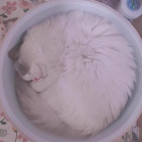 咪咪怪吖