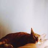 小新