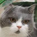 猫殿.有猫撸宠物