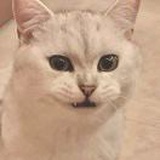 宝肥胖
