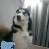 静默如初