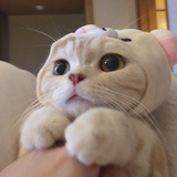 一粒小石头
