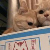 莴苣苣