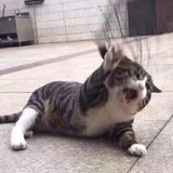 喵喵