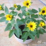 盛夏光年evie