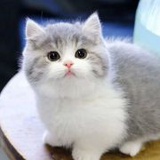 小叶子