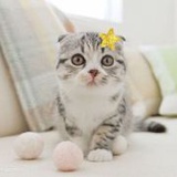 山城流浪猫