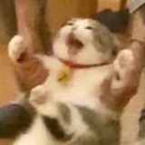iiddg