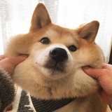 瓜真诚