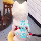 大狗宝宝爪233