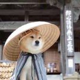 嘘安静