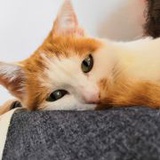 年年有余周周复