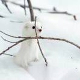 荇叶渚
