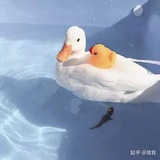 丫丫