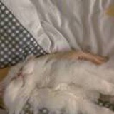 优奶福欧