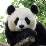 全世界最可爱