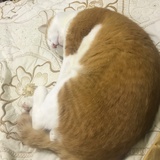 2猫Vc