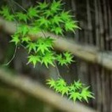 叶智海