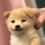 撬撬
