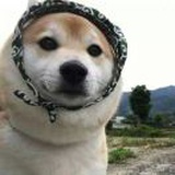 动感小猫熊